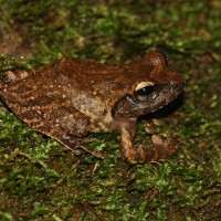 Pseudophilautus fulvus Manamendra-Arachchi & Pethiyagoda, 2005